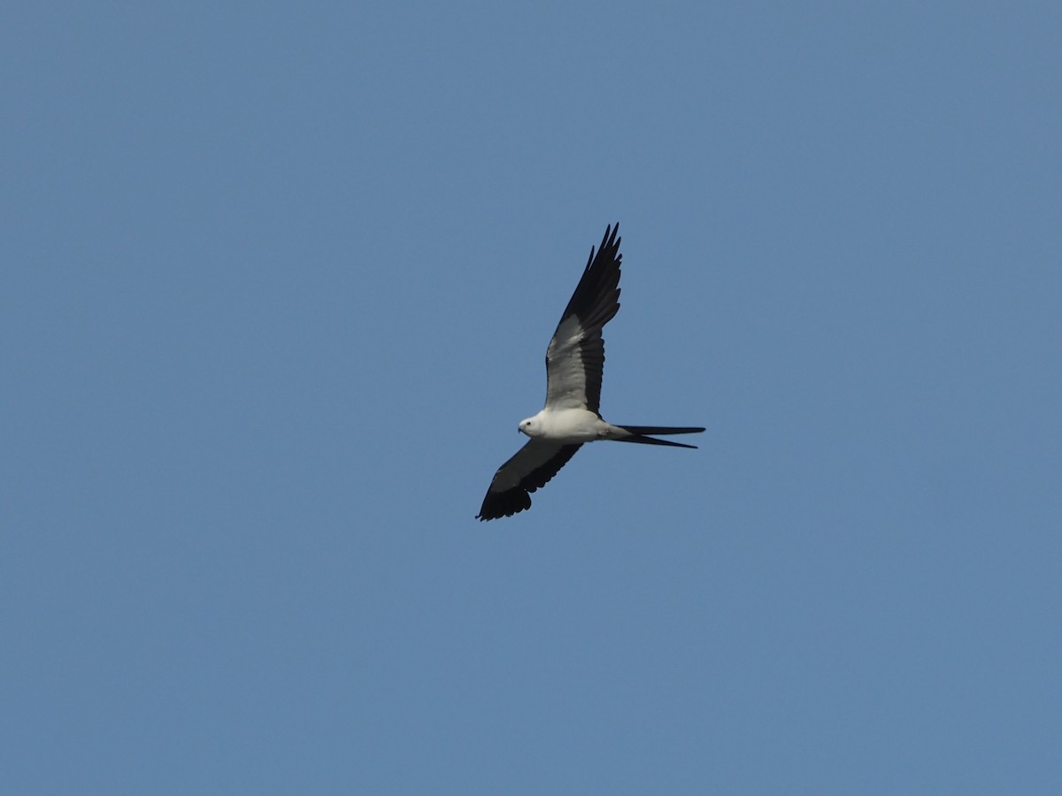Swallow-tailed Kite - ML620373731