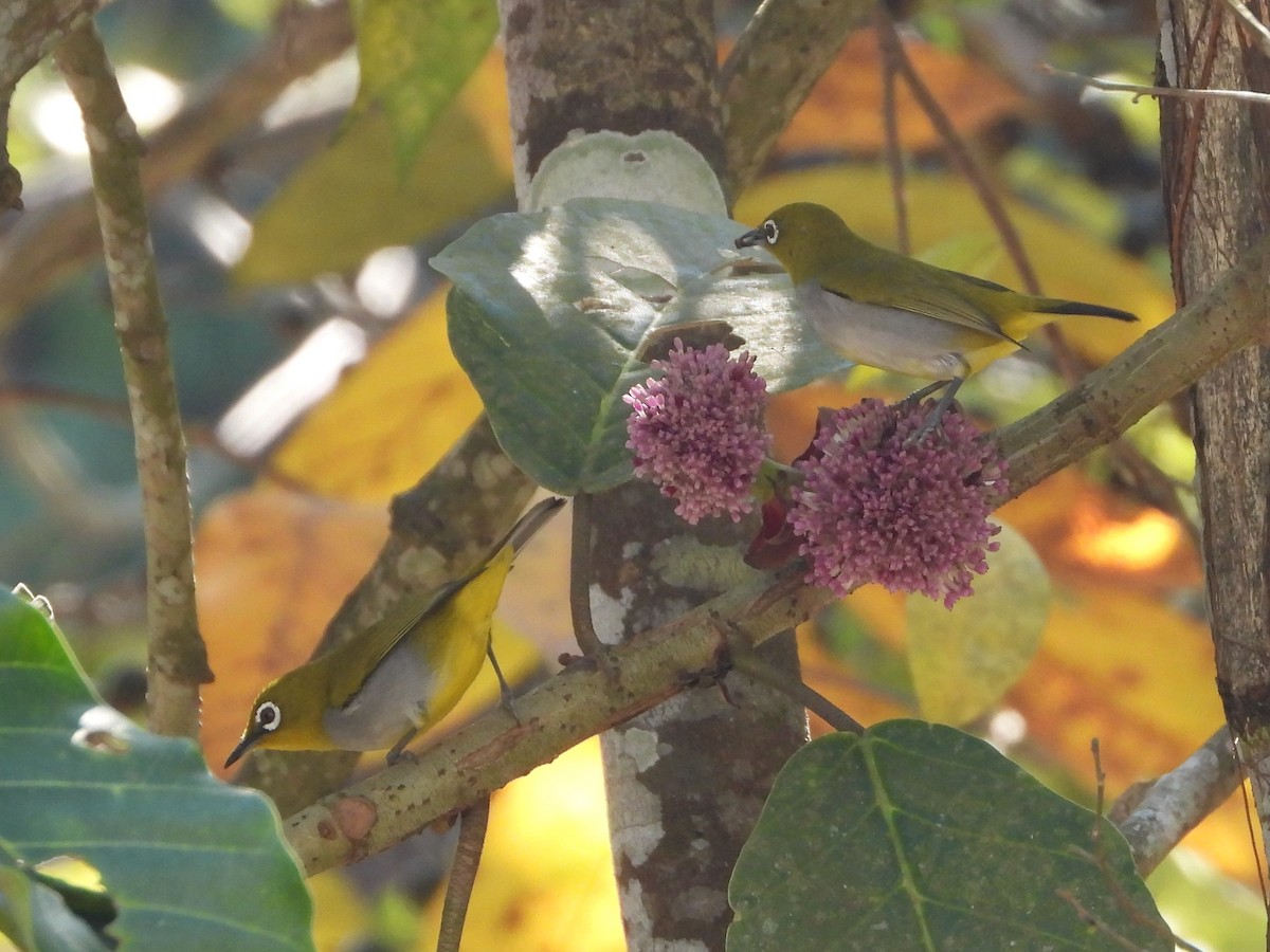 Hume's White-eye - ML620373746