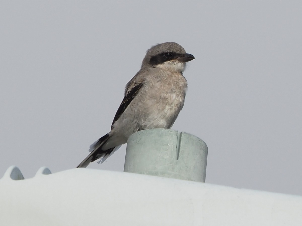 Loggerhead Shrike - ML620373749