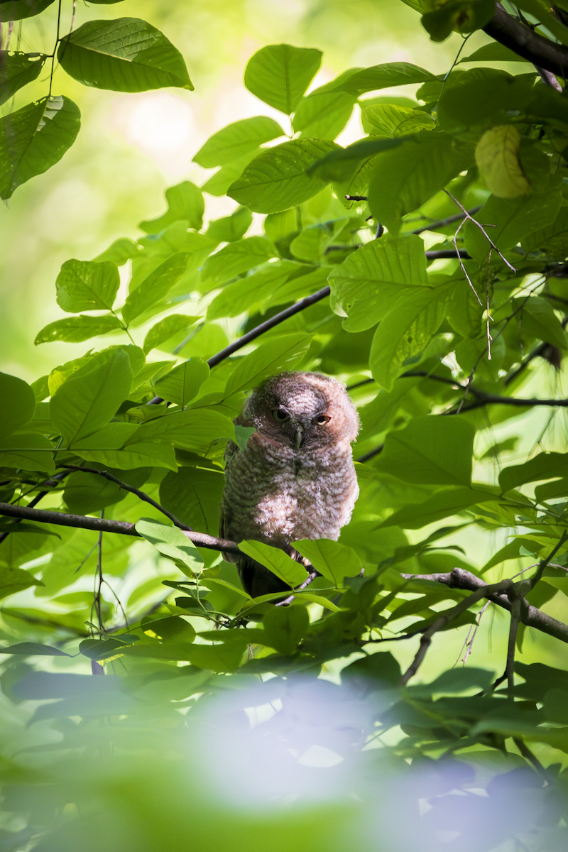 Eastern Screech-Owl - David Auth