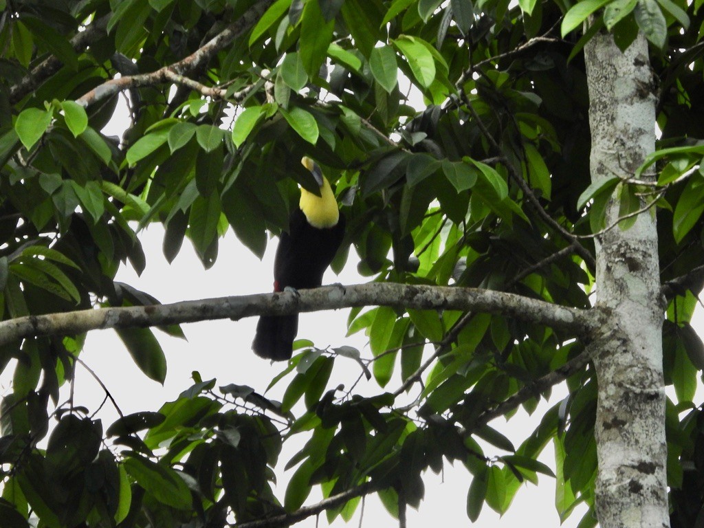 Yellow-throated Toucan - ML620373792