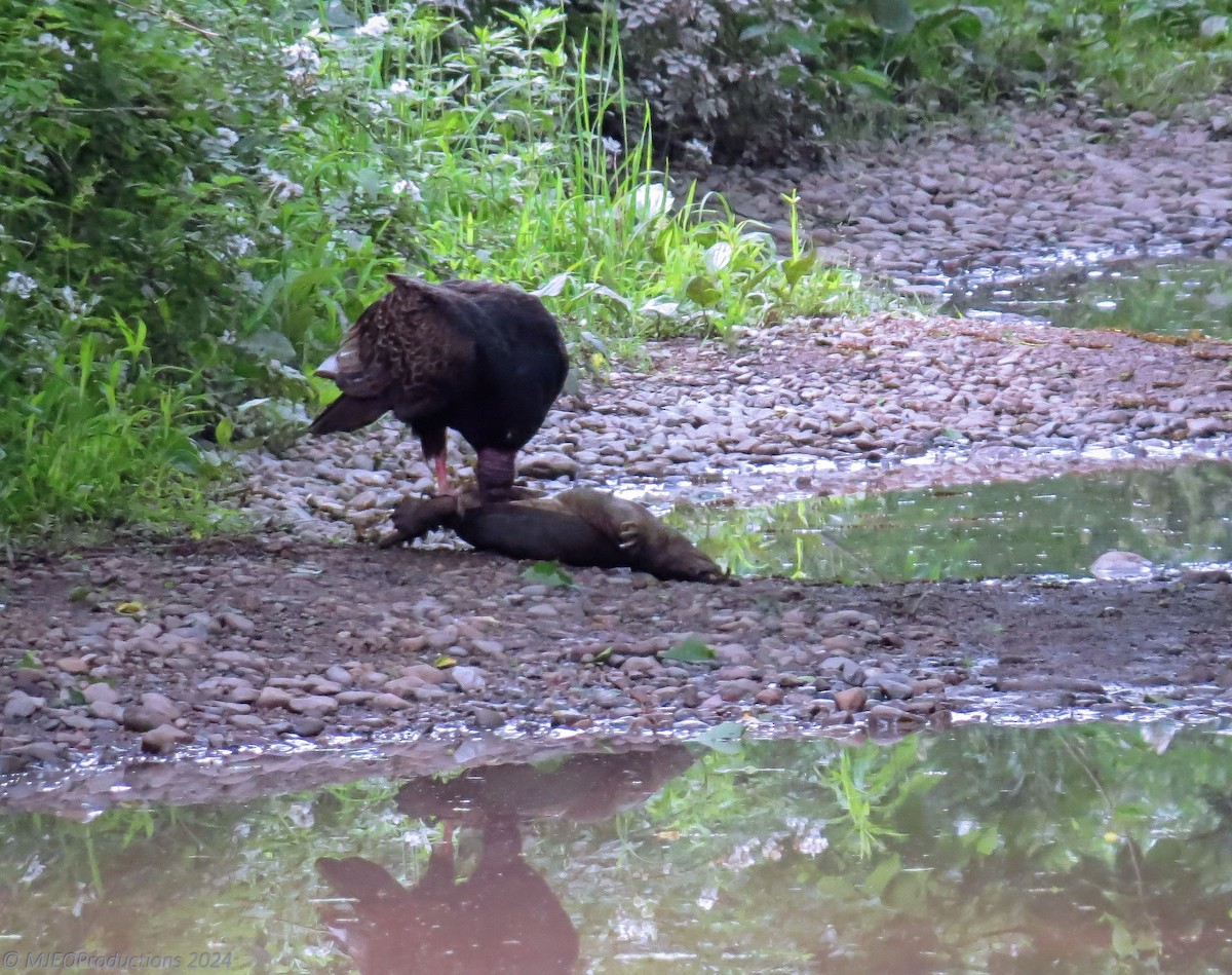 Turkey Vulture - ML620373799