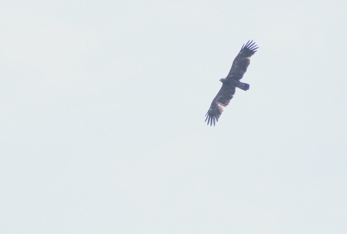 Lesser Spotted Eagle - Dimitar  Dimitrov