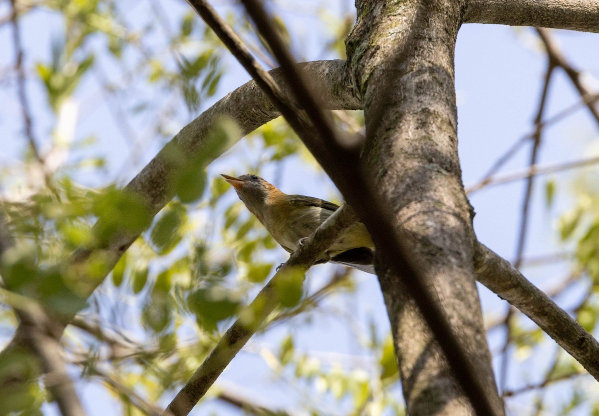 Rufous-naped Greenlet - ML620373802