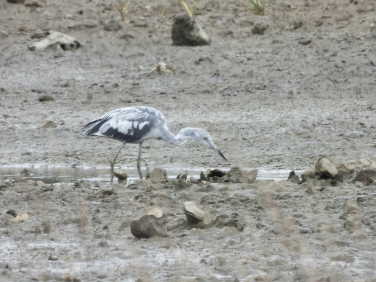 Little Blue Heron - ML620373821