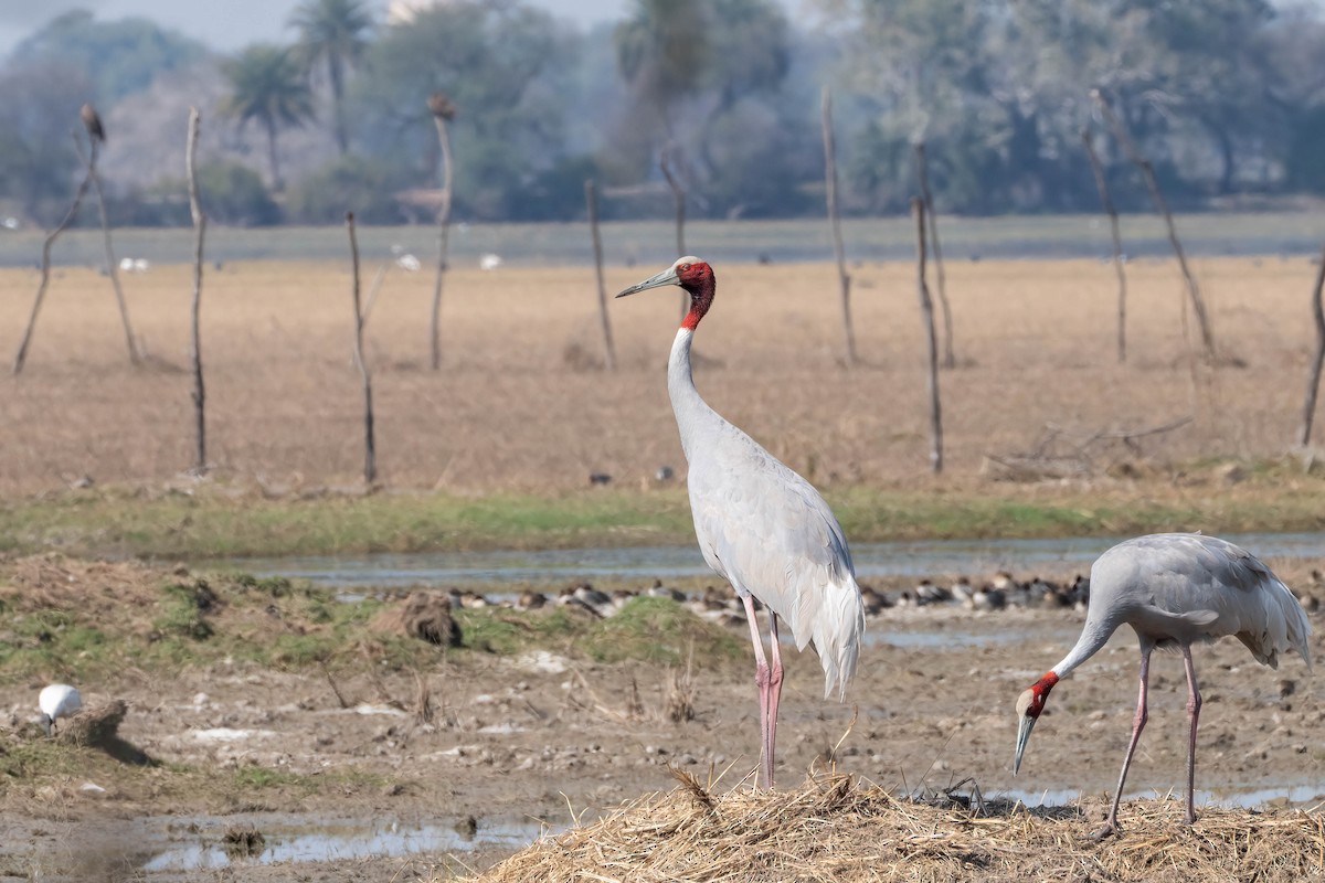 Sarus Crane - ML620373824