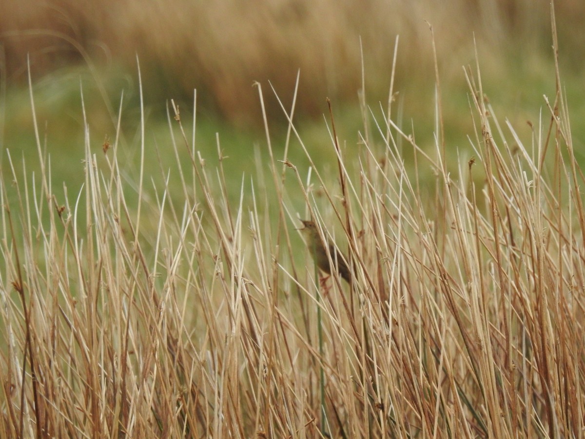 Common Grasshopper Warbler - ML620373830