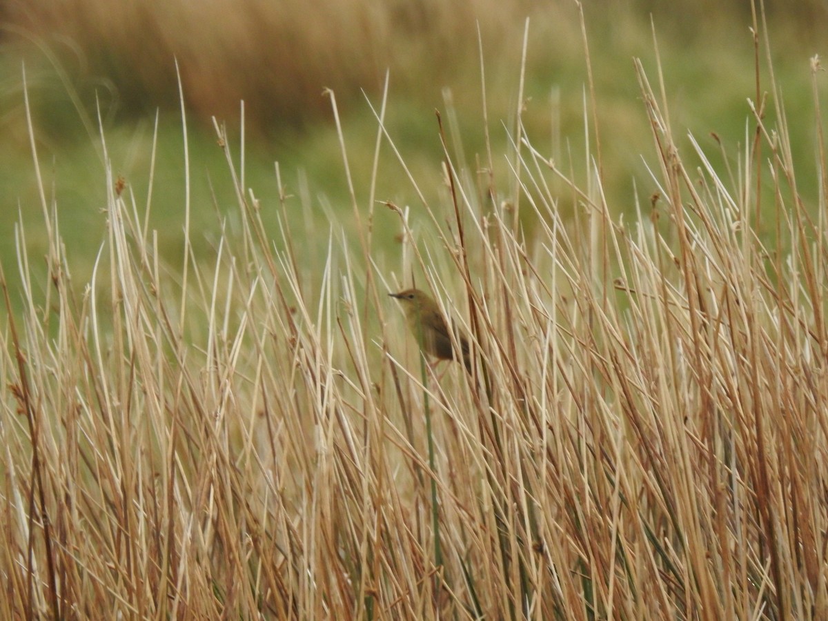 Common Grasshopper Warbler - ML620373831