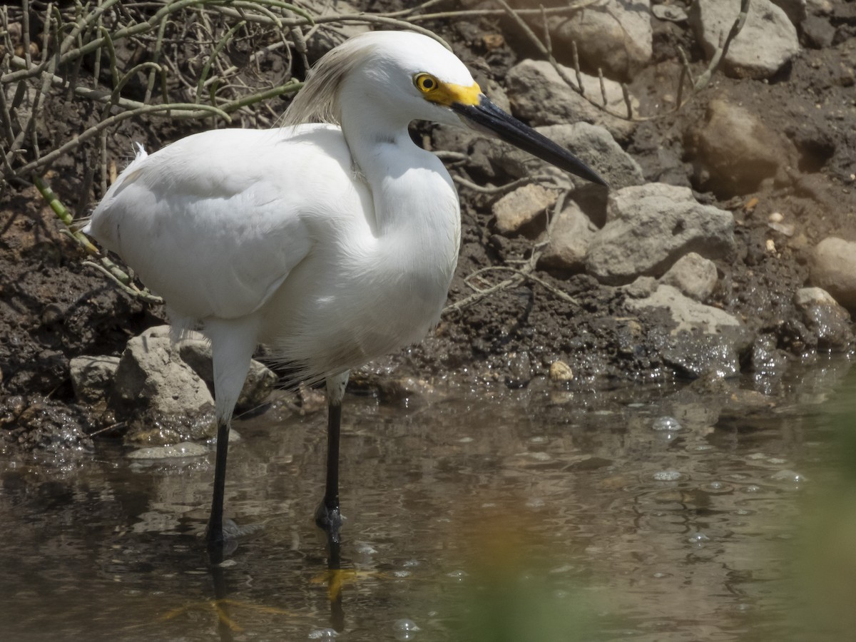 Snowy Egret - ML620373834