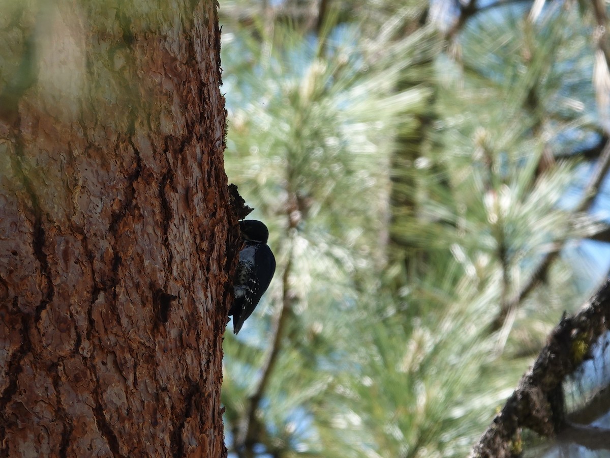 Black-backed Woodpecker - ML620373844