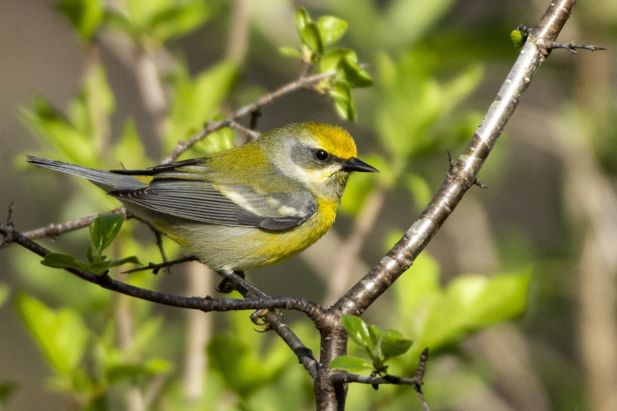 Golden-winged x Blue-winged Warbler (hybrid) - ML620373858