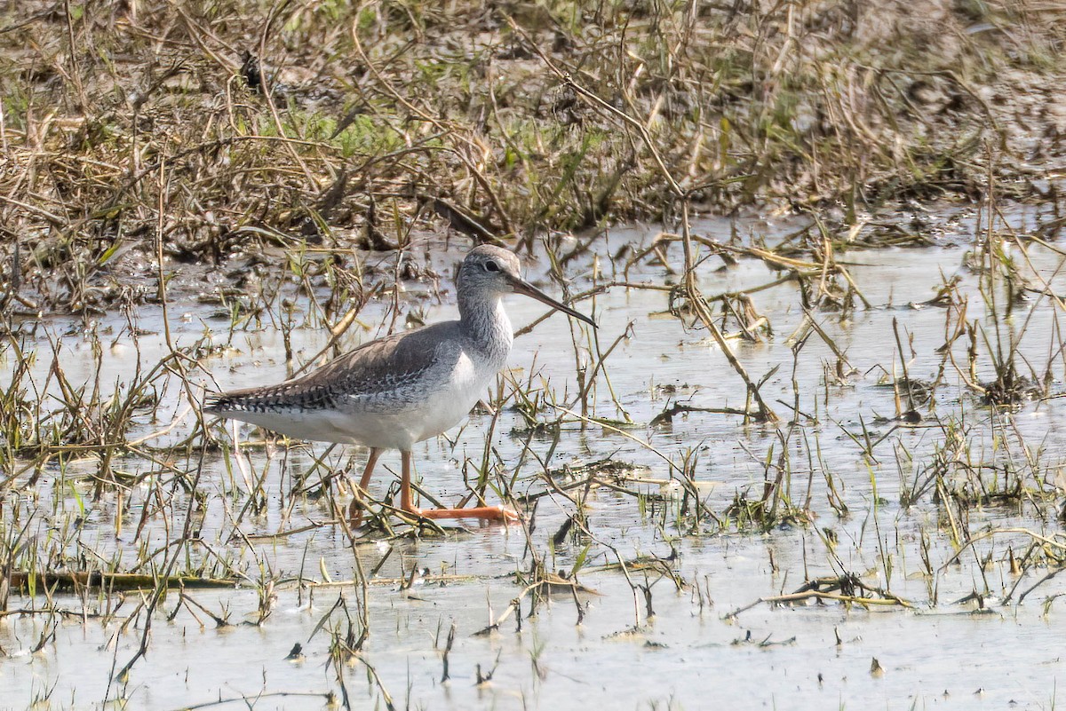 Spotted Redshank - ML620373861