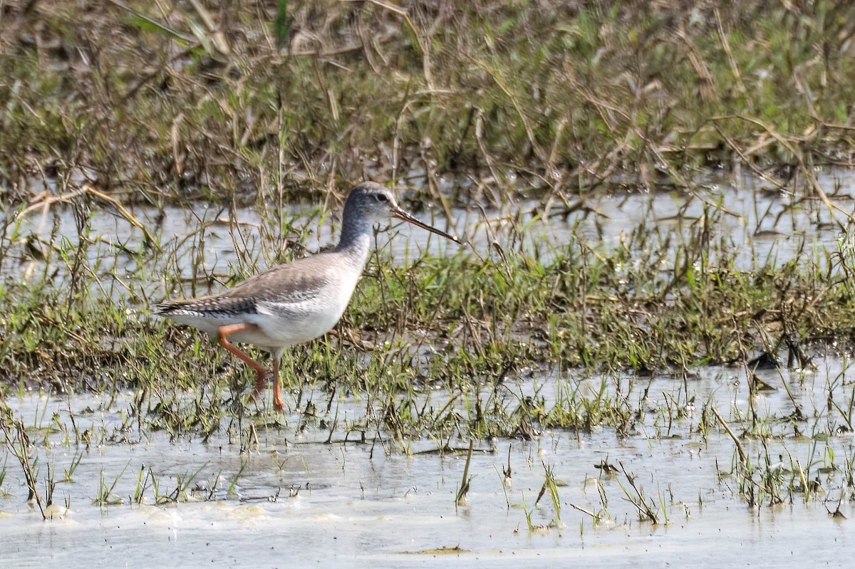 Spotted Redshank - ML620373862