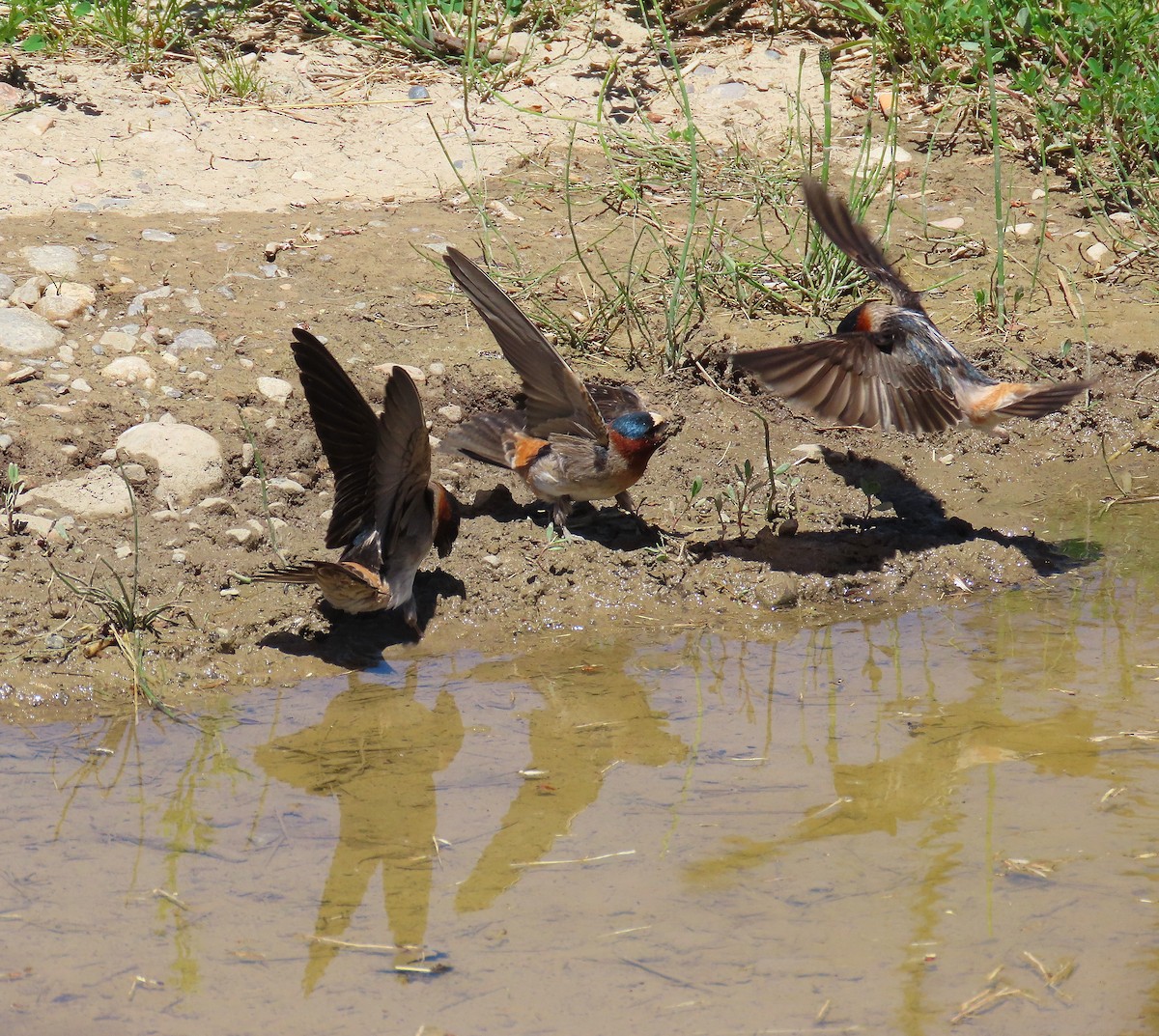 Cliff Swallow - ML620373868