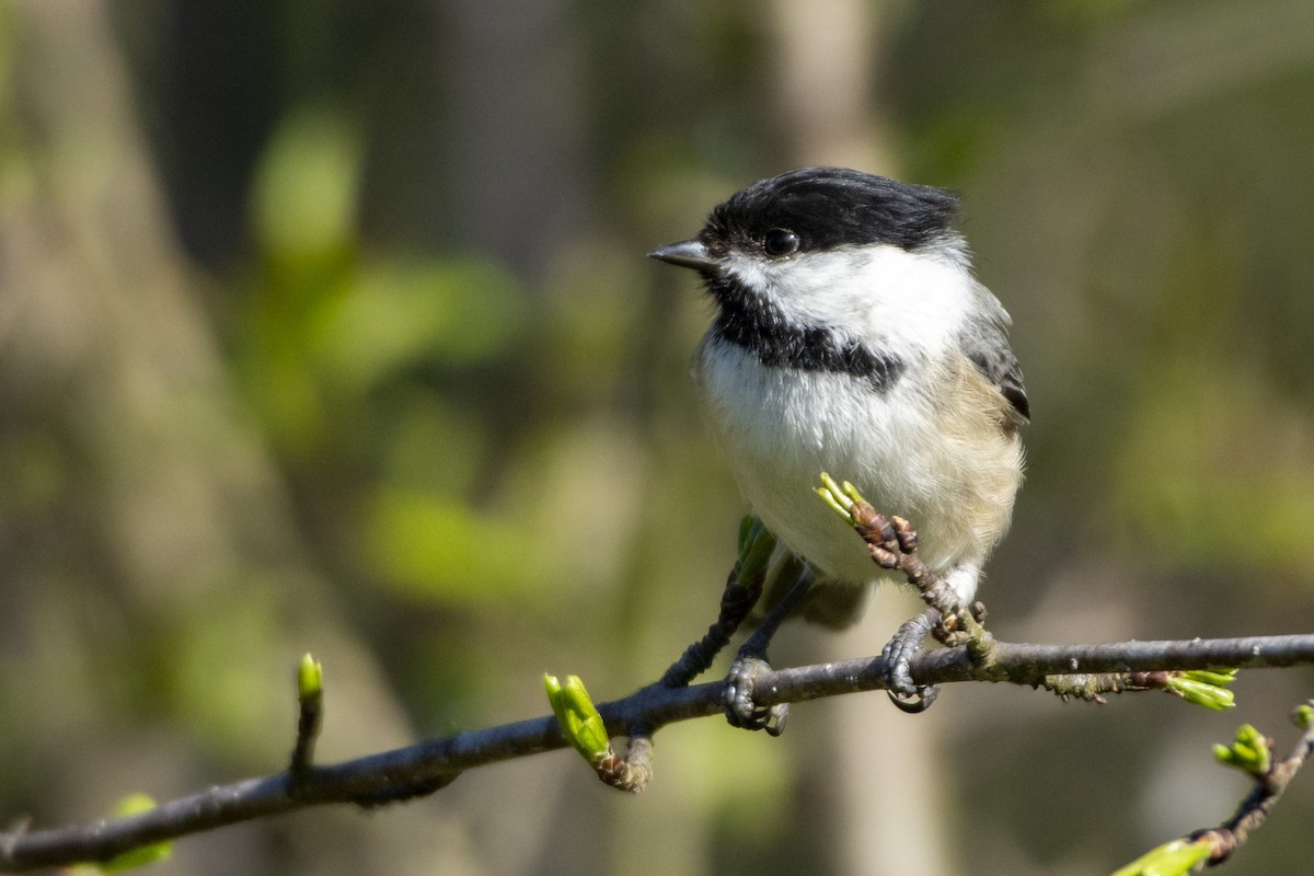 Black-capped Chickadee - ML620373878