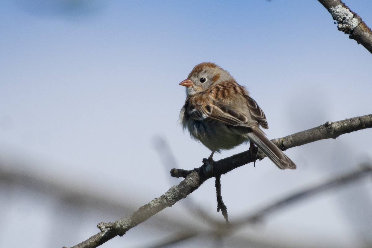 Field Sparrow - ML620373901