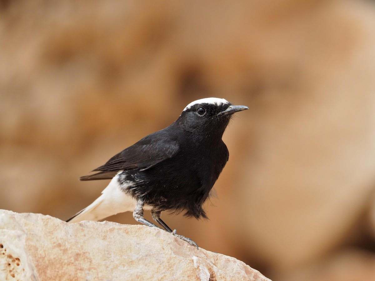 White-crowned Wheatear - ML620373902