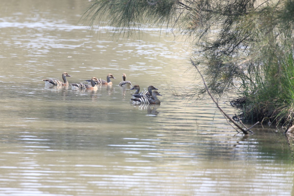 Plumed Whistling-Duck - ML620373907