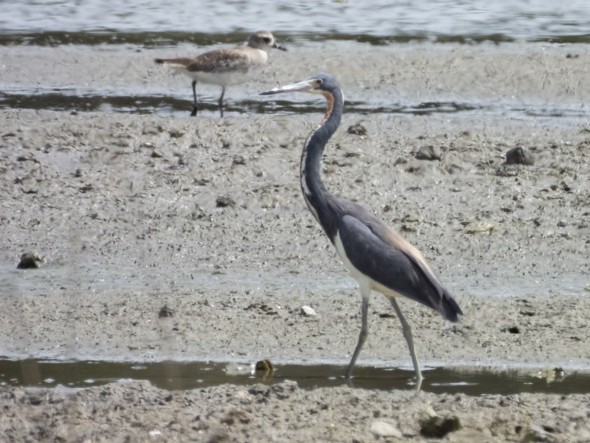 Tricolored Heron - ML620373909