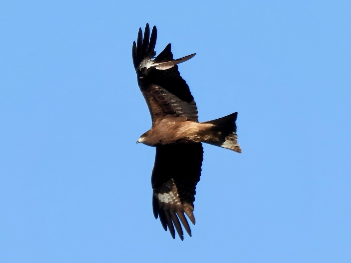 Black Kite (Black-eared) - ML620373950