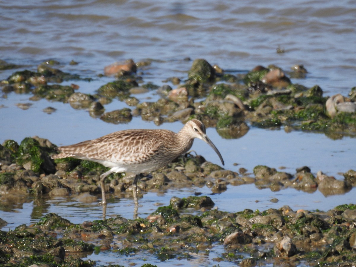 チュウシャクシギ（phaeopus） - ML620373953