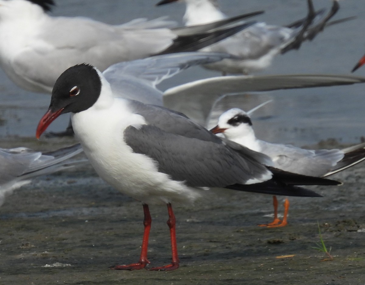 Gaviota Guanaguanare - ML620373968