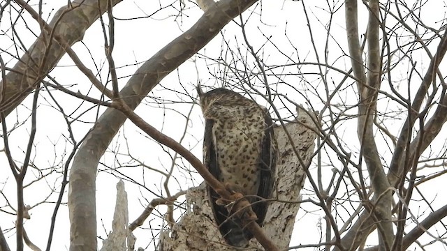 Spot-bellied Eagle-Owl - ML620373986