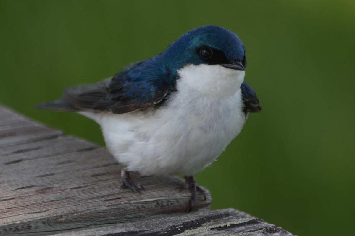 Golondrina Bicolor - ML620373996