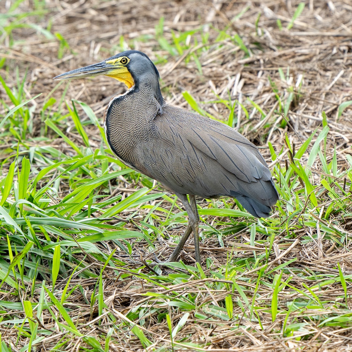 Bare-throated Tiger-Heron - ML620374009