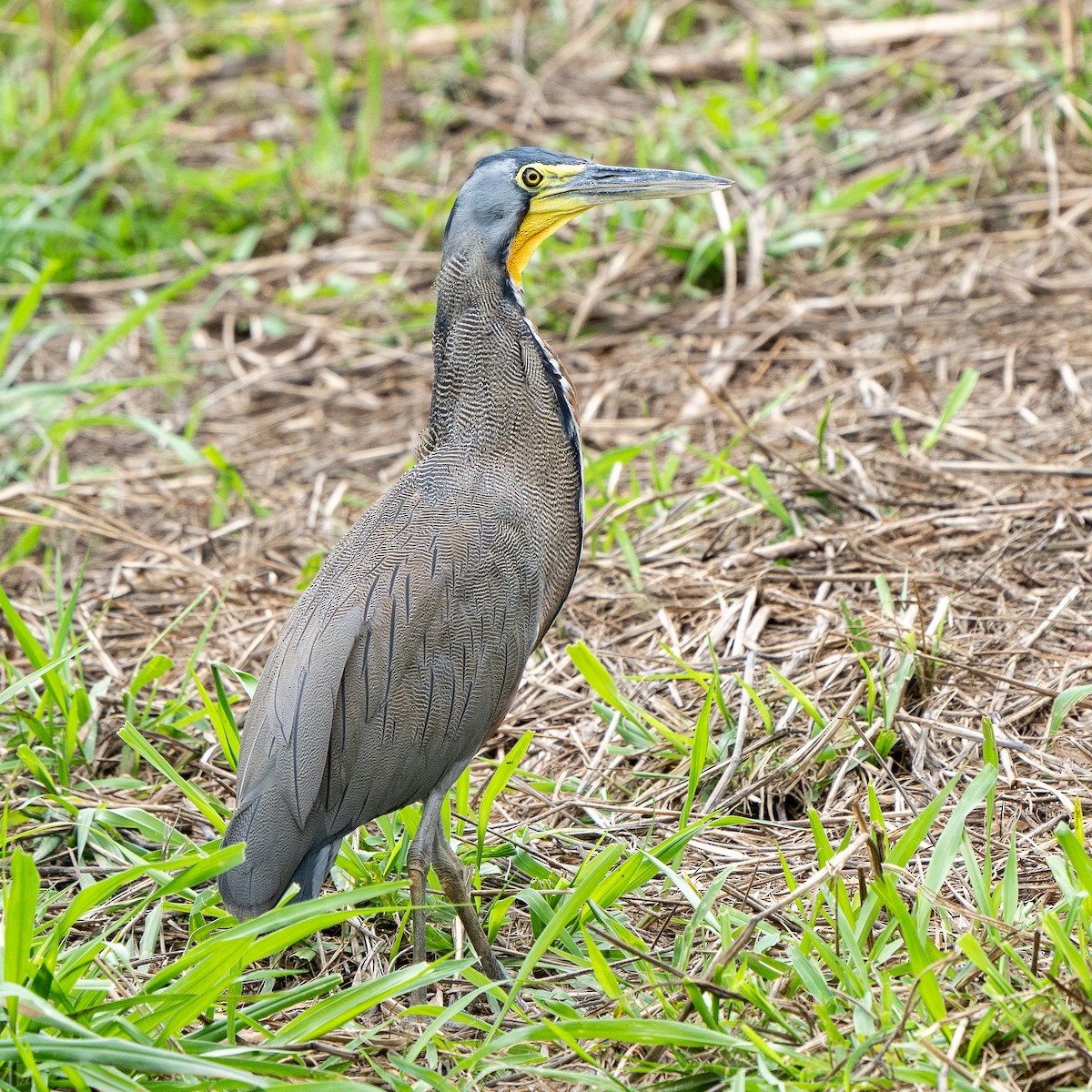 Nacktkehlreiher - ML620374011