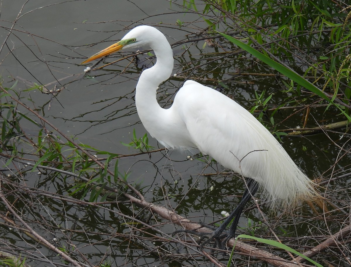 Great Egret - ML620374016