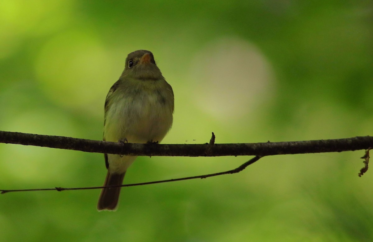 Acadian Flycatcher - ML620374019