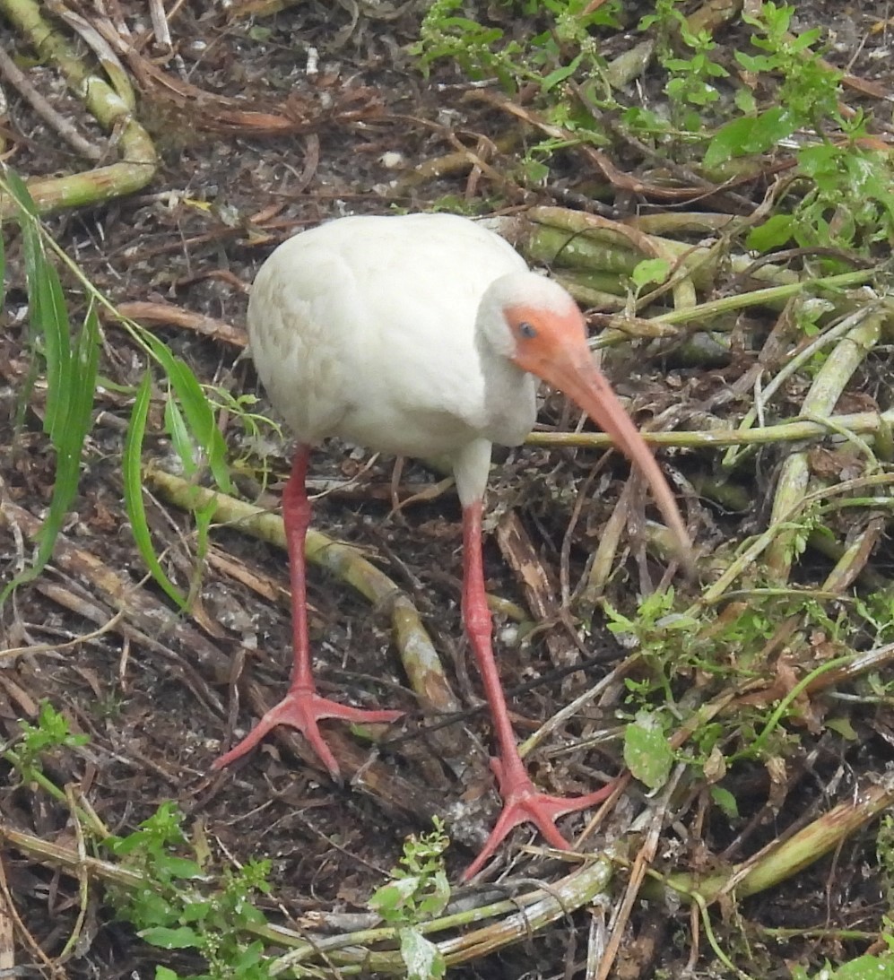ibis bílý - ML620374020