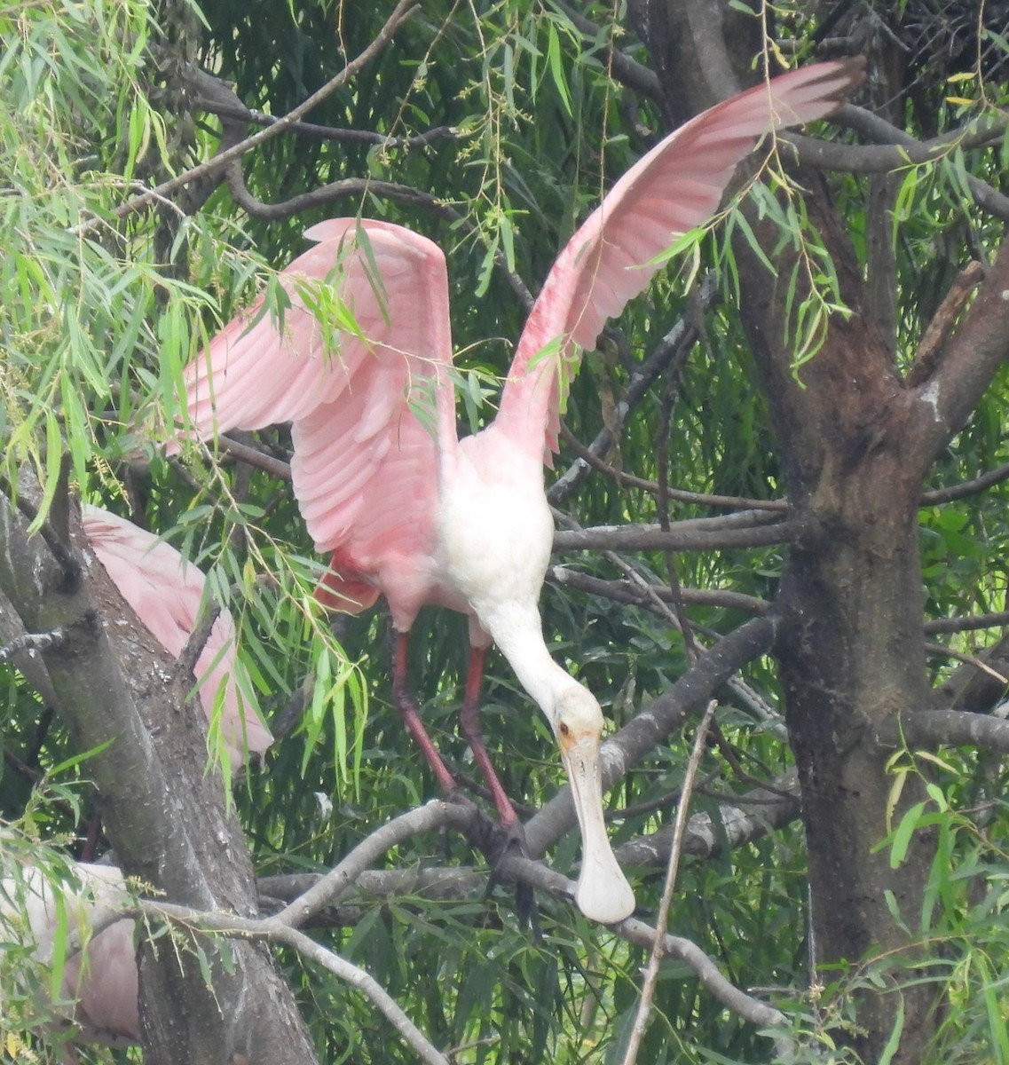 Roseate Spoonbill - ML620374023