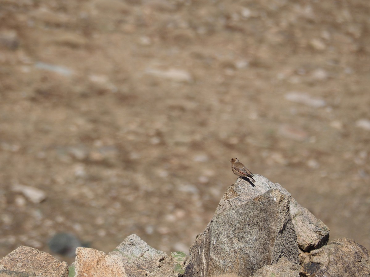 Crimson-winged Finch - ML620374052