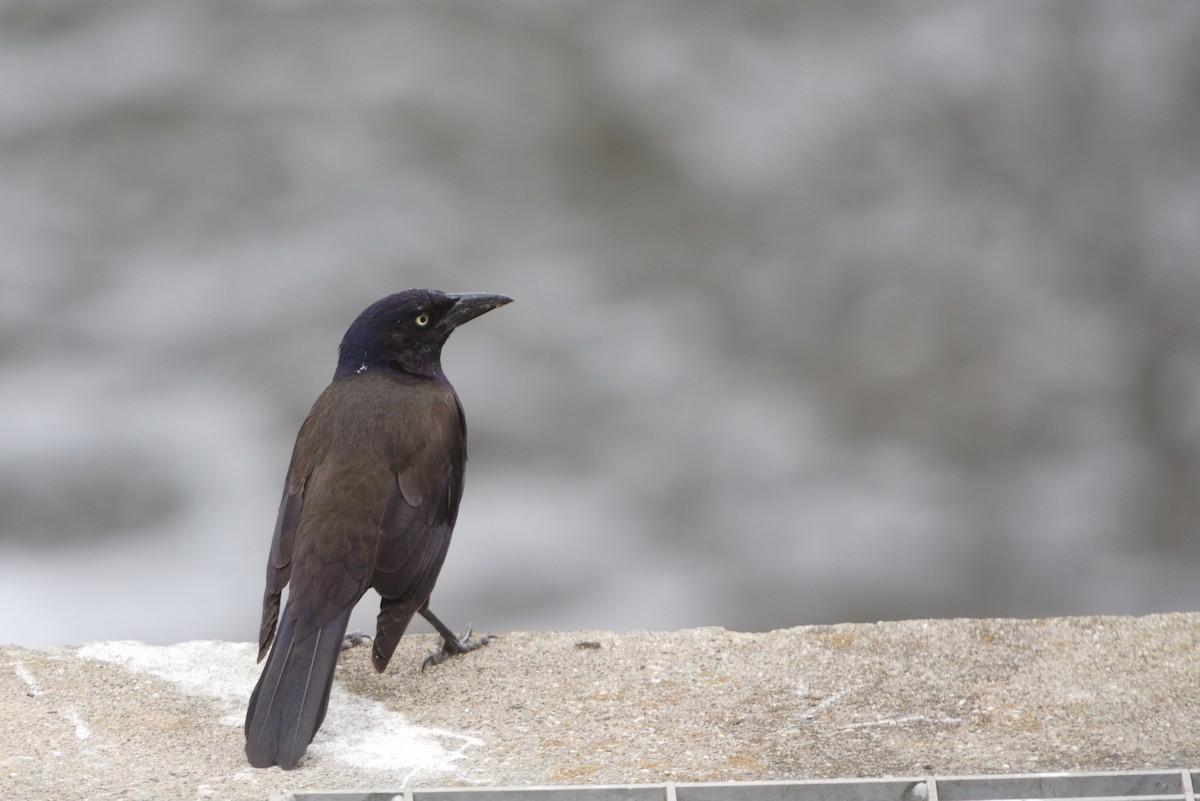 Common Grackle - ML620374067