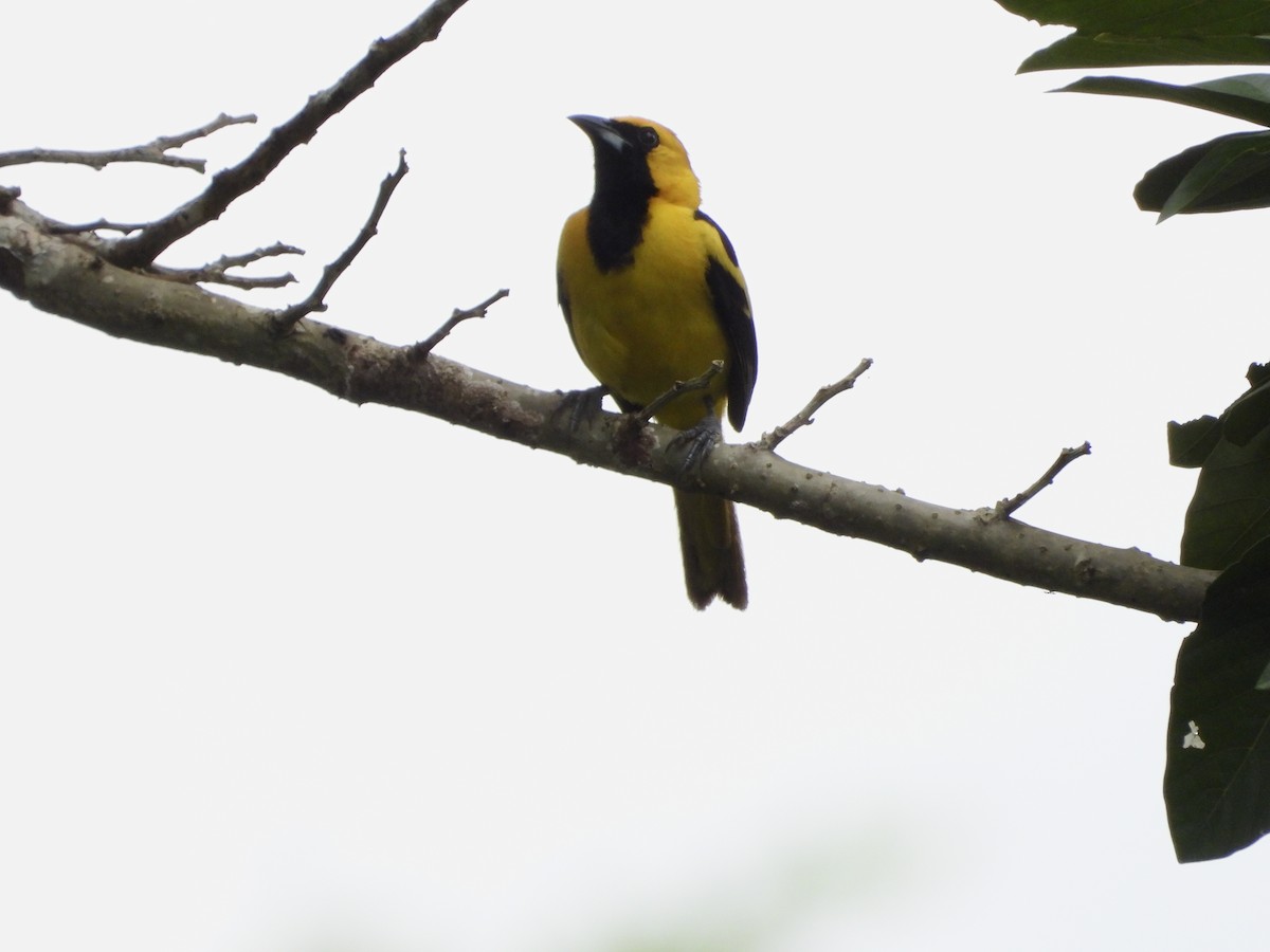 Yellow-tailed Oriole - ML620374068