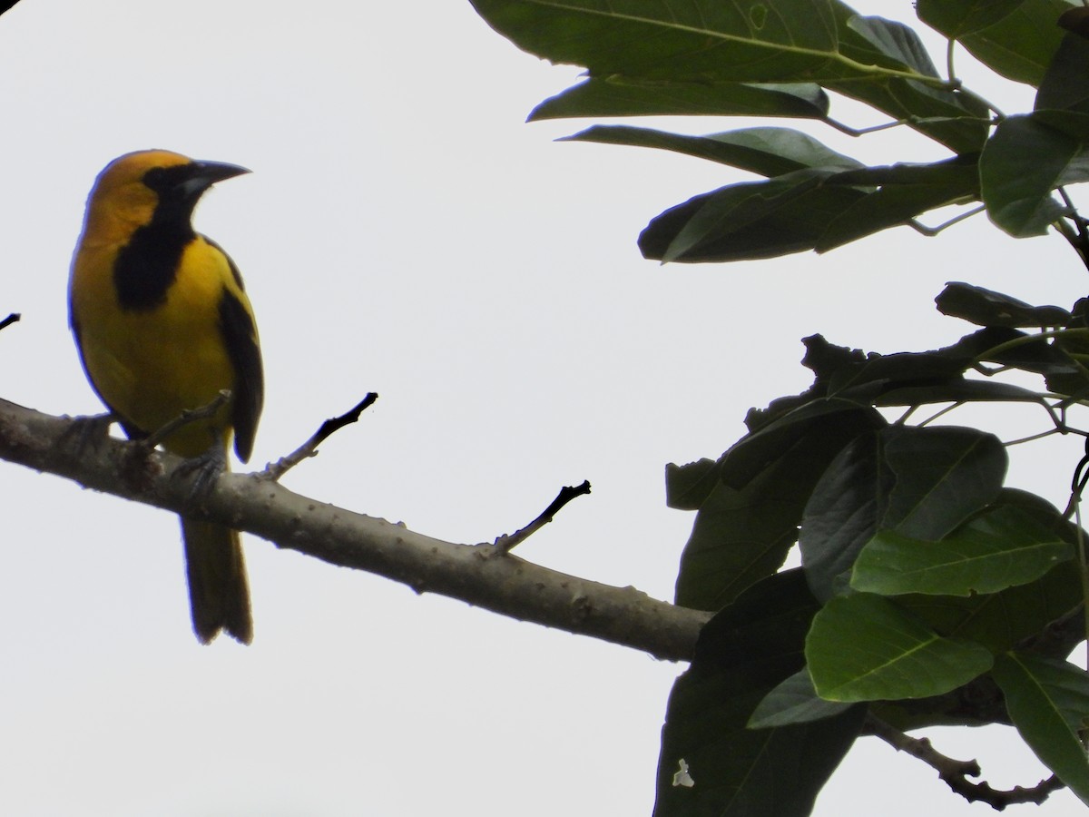 Yellow-tailed Oriole - ML620374069