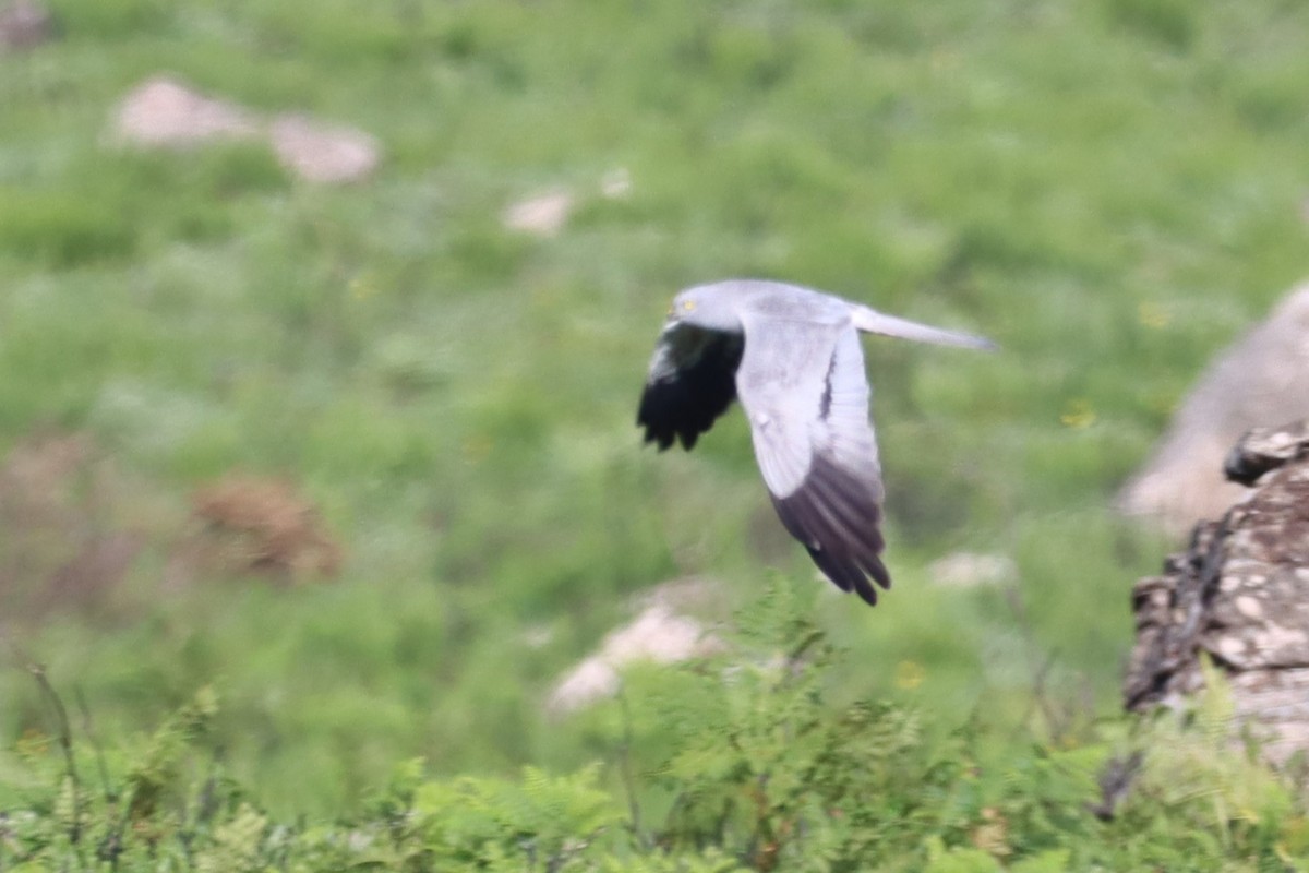 Montagu's Harrier - ML620374077