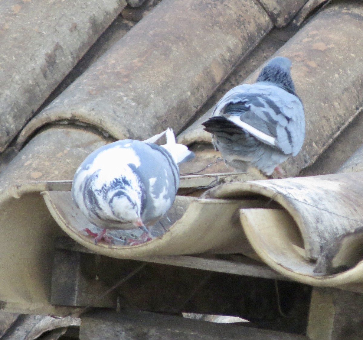 Pigeon biset (forme domestique) - ML620374080