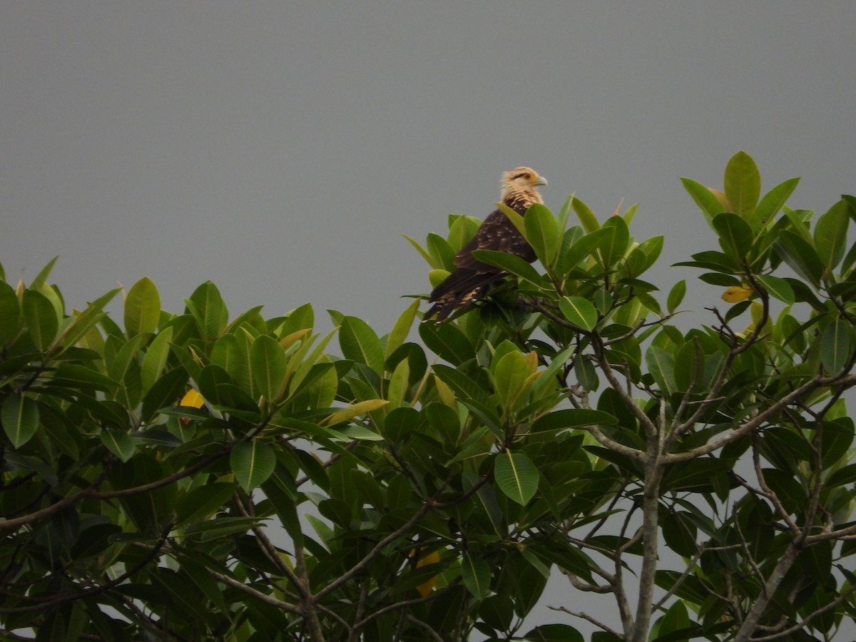 Caracara à tête jaune - ML620374081