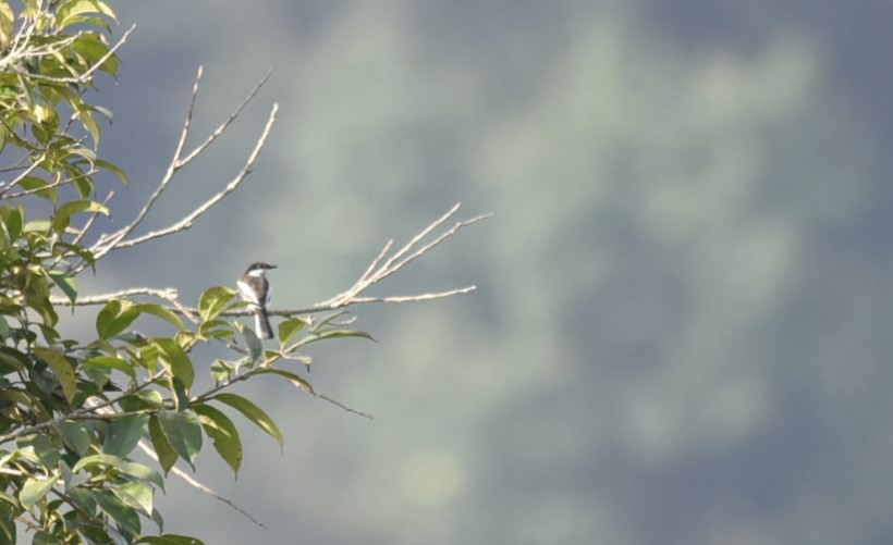 Bar-winged Flycatcher-shrike - ML620374091