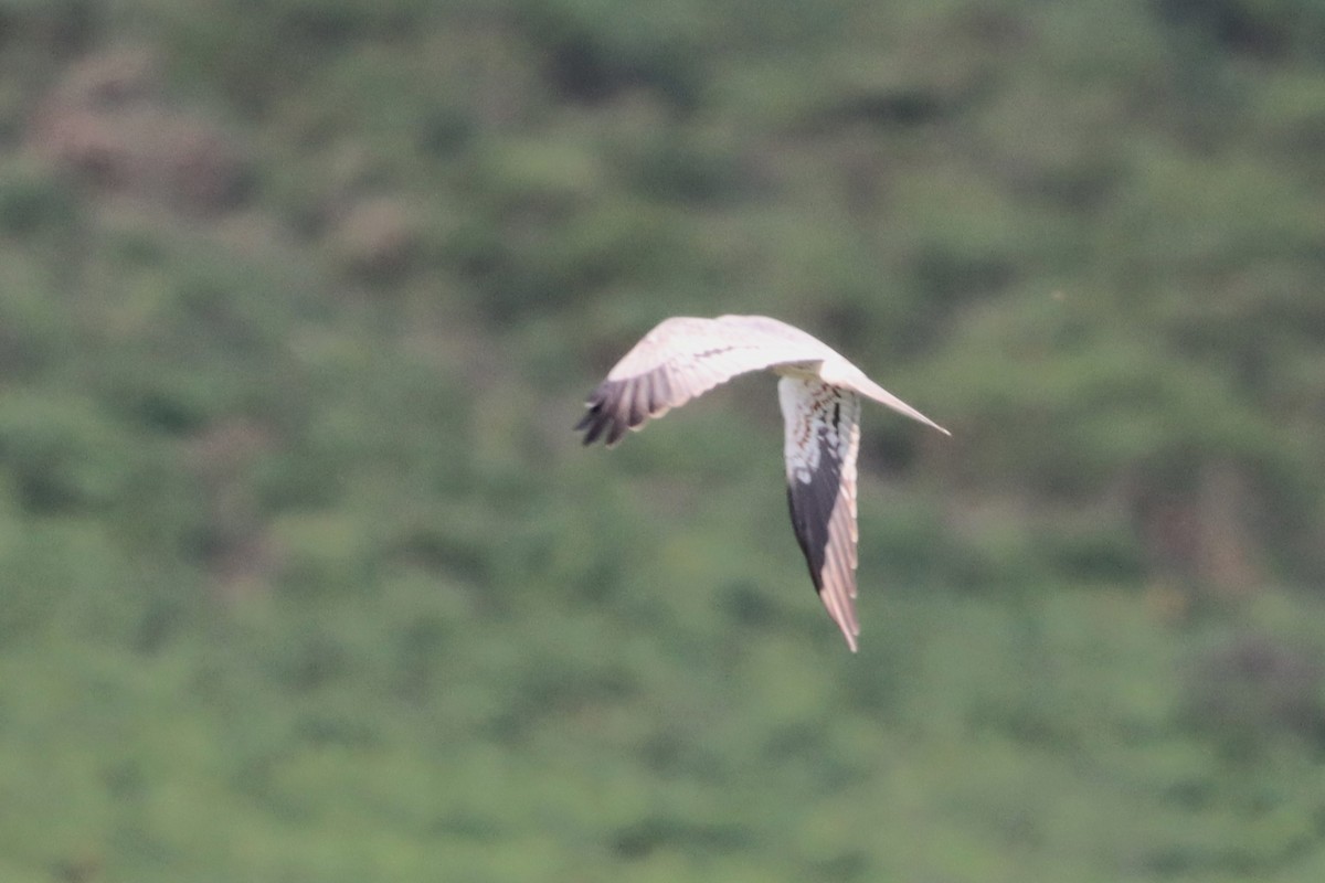 Montagu's Harrier - ML620374098