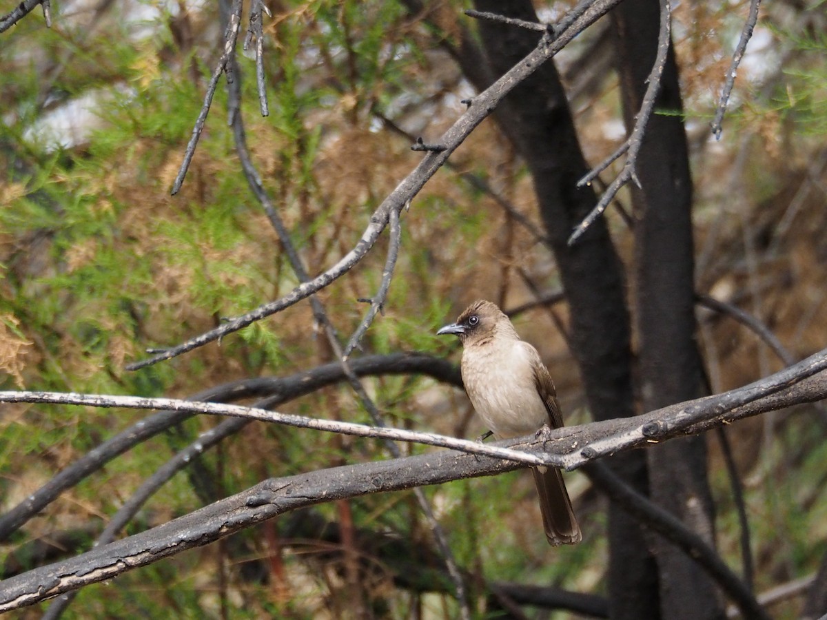 Bulbul des jardins - ML620374113