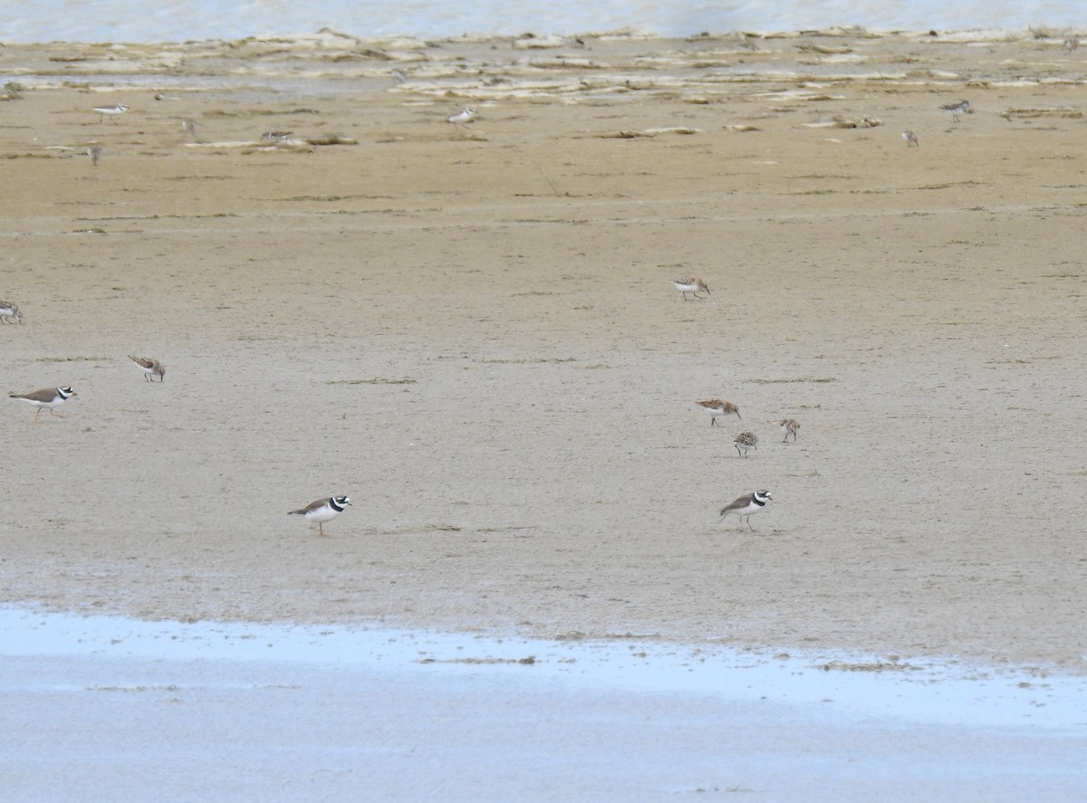 Common Ringed Plover - ML620374127