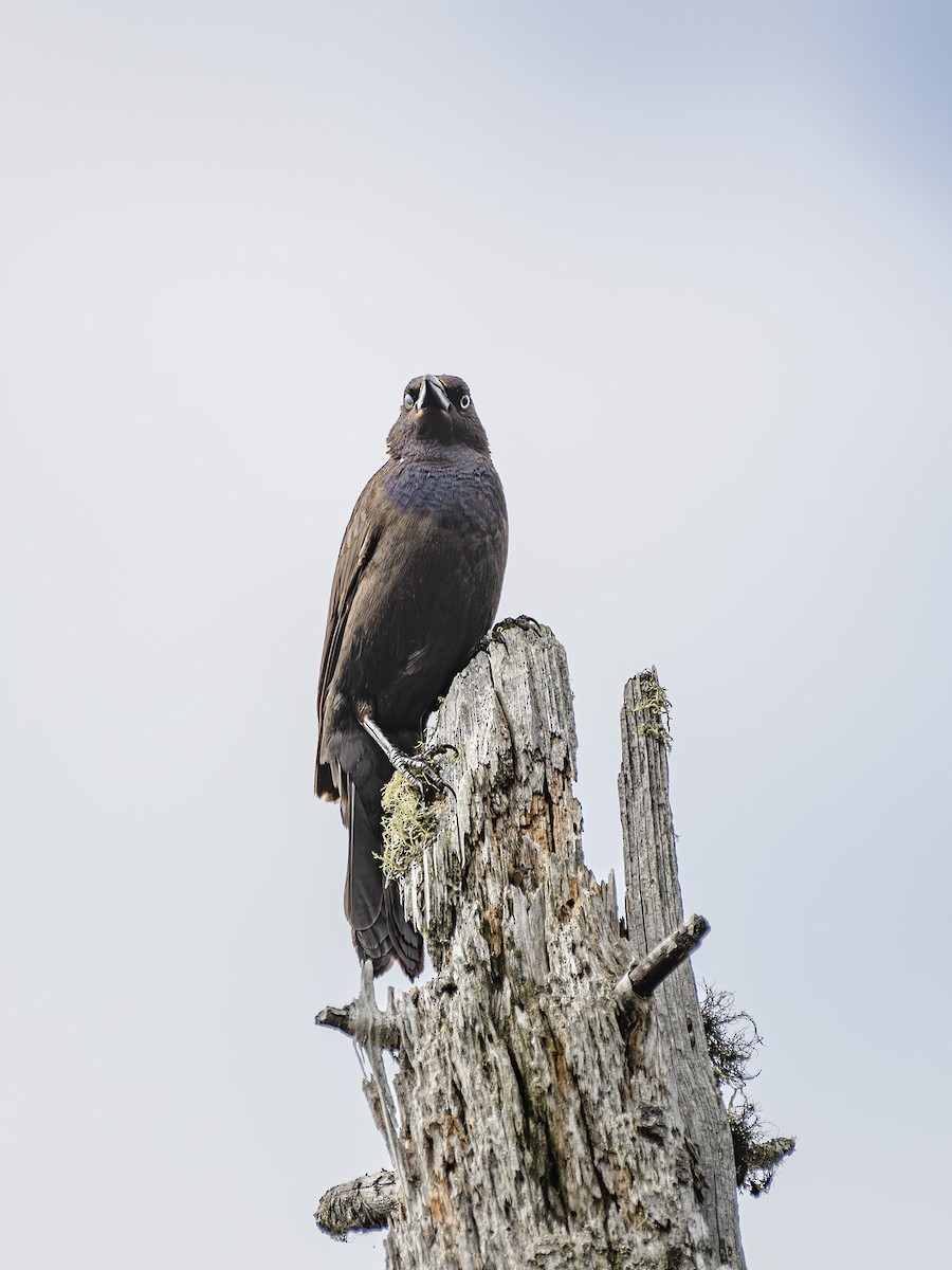 Common Grackle - ML620374133