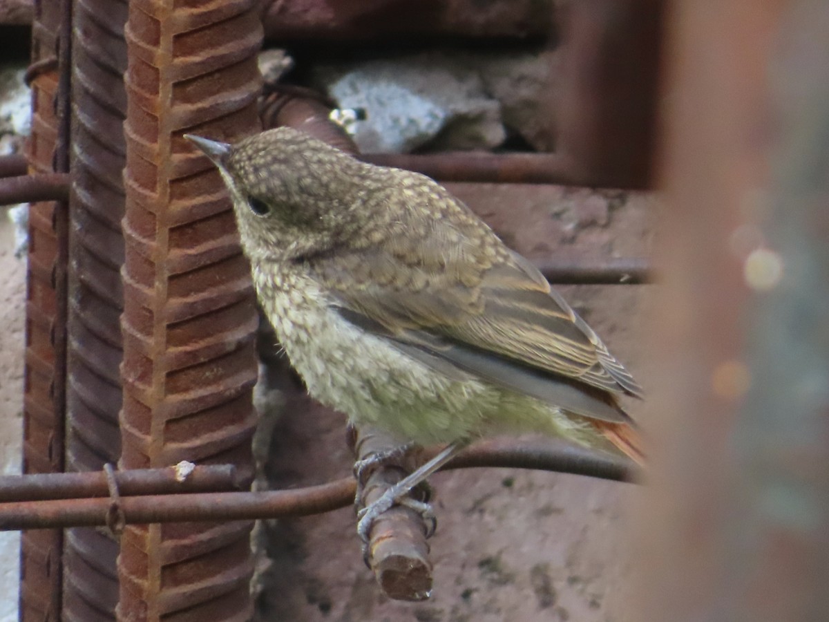 Common Redstart - ML620374134