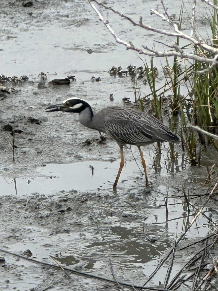 Yellow-crowned Night Heron - Cole Lundquist