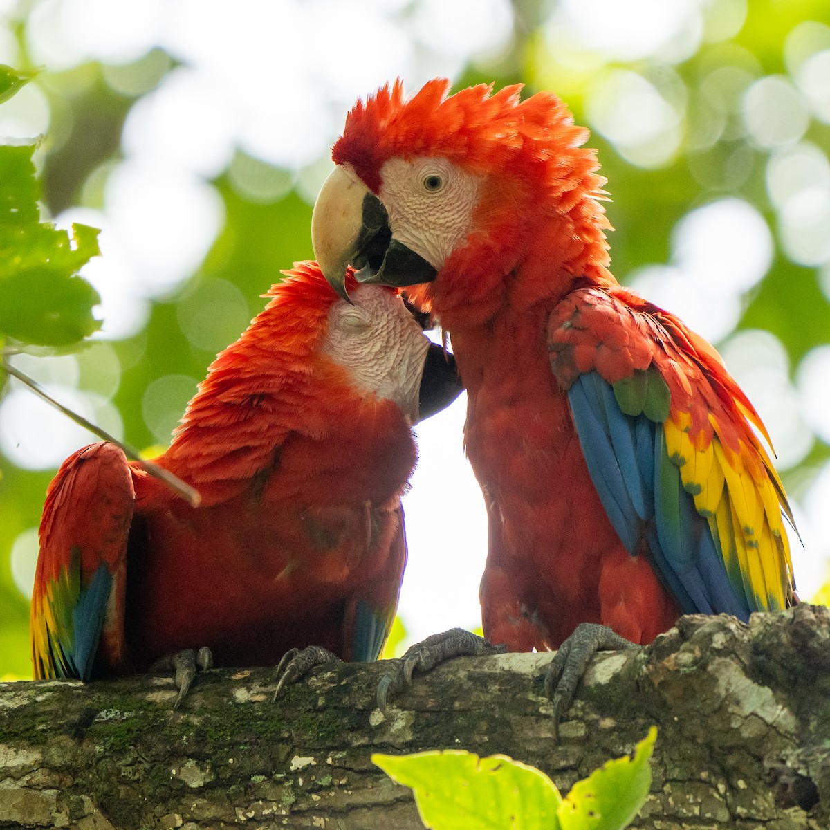 Scarlet Macaw - ML620374143