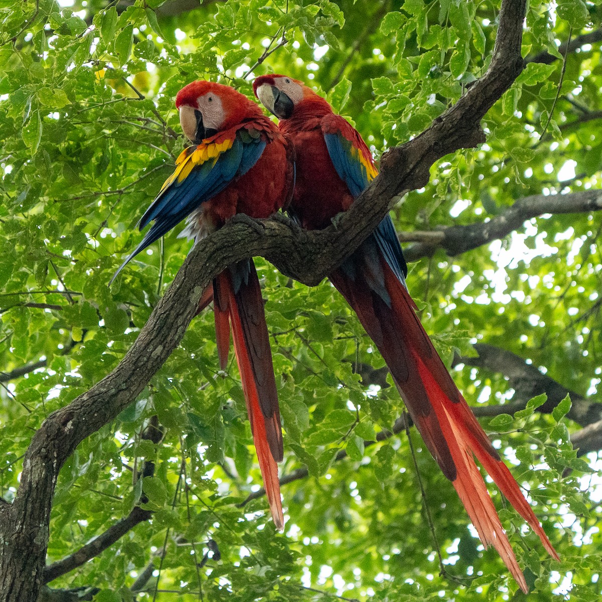 Scarlet Macaw - ML620374145